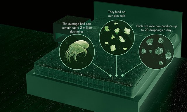 Ligula tristique quis risus