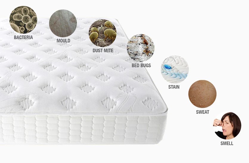 Ligula tristique quis risus