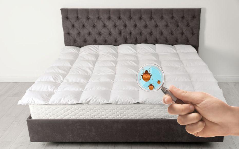 Ligula tristique quis risus